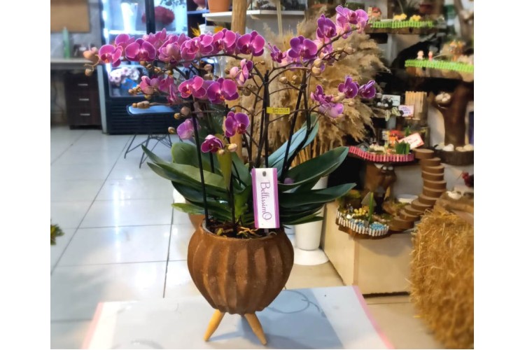 Bellissimo Orkide