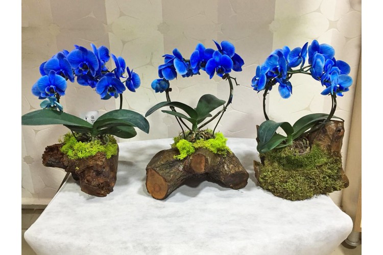 Kütük Saksıda Mavi Orkideler