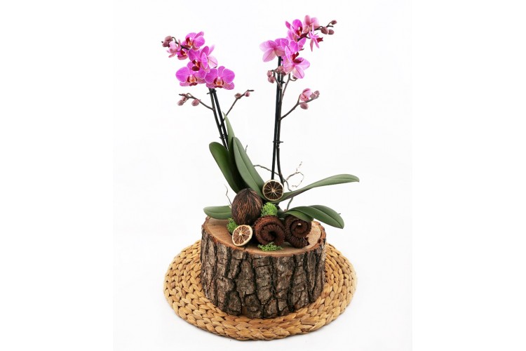 Doğal Kütükte Orkide