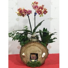 Kütük Üzeri Orkide Aranjman