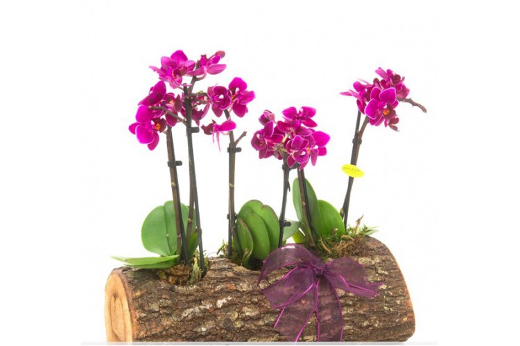 Kütükte Pembe Orkide Aranjman