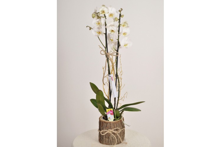 Kütük Saksıda Beyaz Orkideler