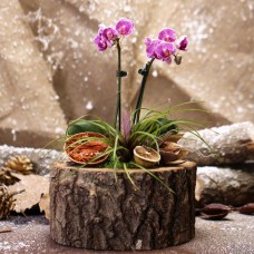 Kütük Saksıda Mini Orkideler