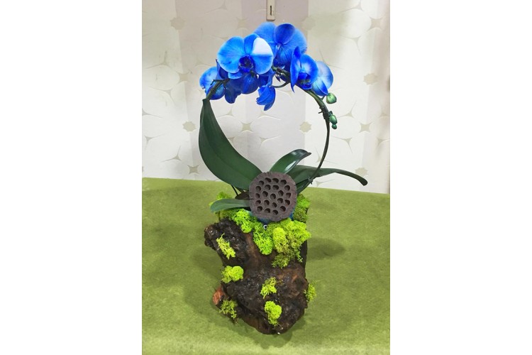 Kütük Saksıda Mavi Orkide