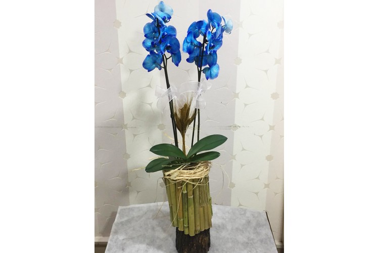 Bambu Saksıda Mavi Orkide