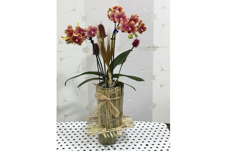 Kütük Bambu Saksıda Orkide
