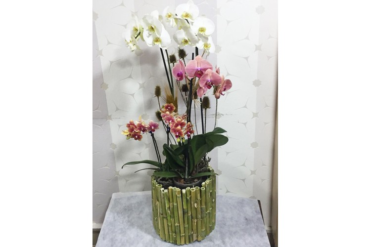 Bambu Saksıda Renkli Orkideler