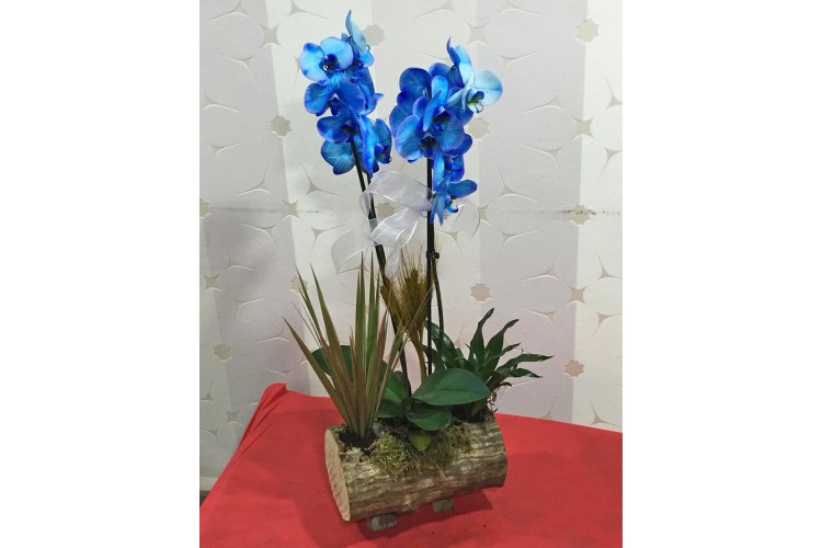 Kütükte Mavi Orkide ve Sukulent