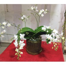 Kütükte Mini Beyaz Orkideler