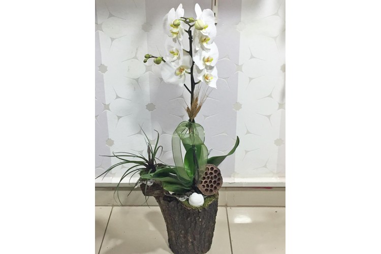 Kütük Üzeri Beyaz Orkide