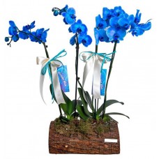 Kütükte 4 Dal Mavi Orkide