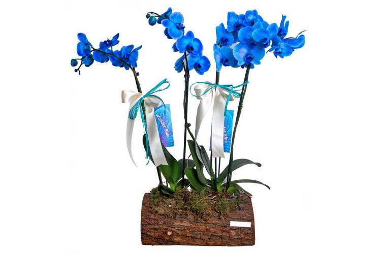 Kütükte 4 Dal Mavi Orkide