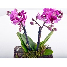 Kütükte Mini Orkide Aranjmanı