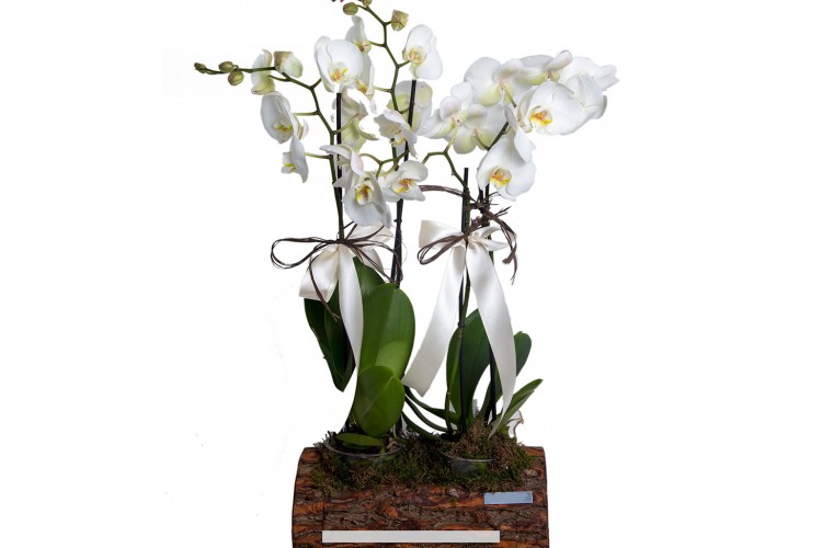 Kütükte 4 Dal Beyaz Orkide