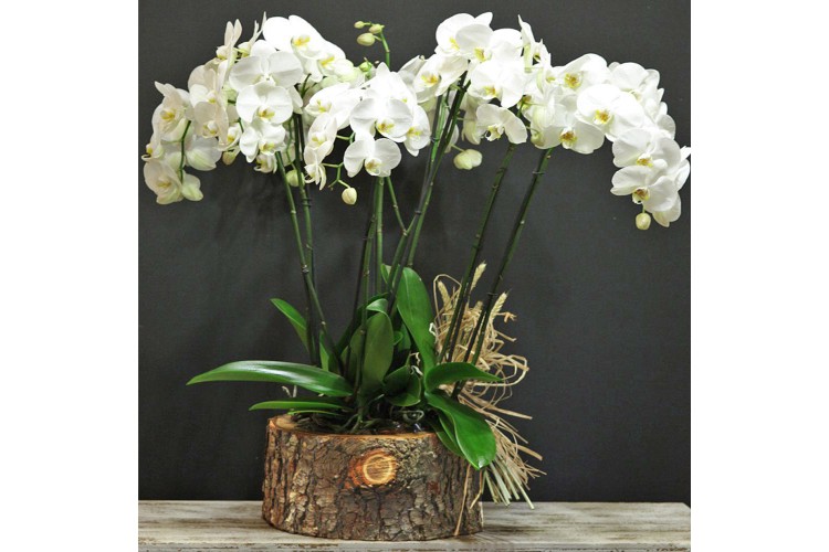 Kütükte Beyaz Orkide Aranjman
