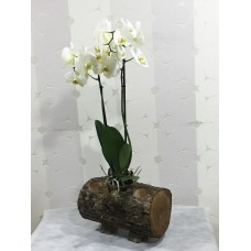 Kütükte Beyaz Orkide Aranjman