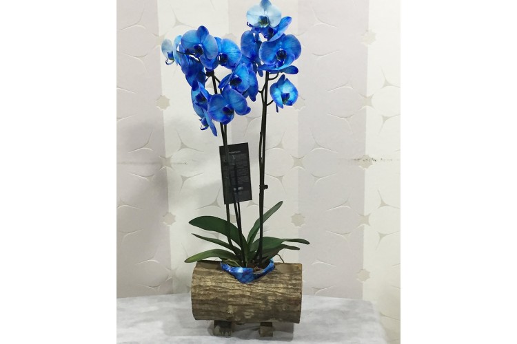 Kütükte Mavi Orkide Aranjman