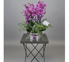 5 Kök, 10 Dal Orkideler