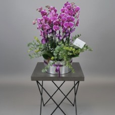 5 Kök, 10 Dal Orkideler 5 Kök, 10 Dal Orkideler