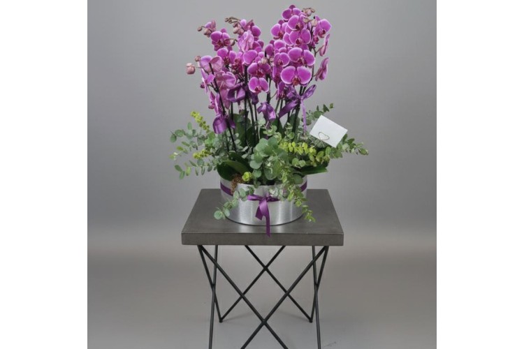 5 Kök, 10 Dal Orkideler