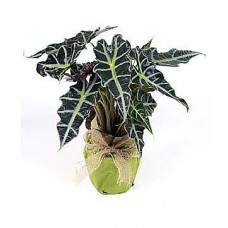 Saksıda Alocasia