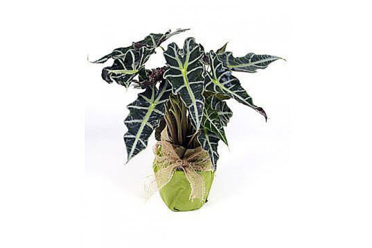 Saksıda Alocasia