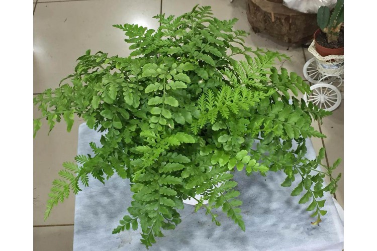 Saksıda Asplenium Nidus