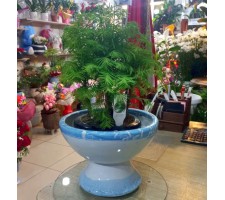Saksıda Bonsai