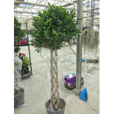 Burgulu Ficus