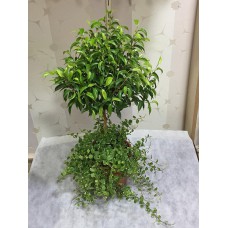 Saksıda Sarmaşık ve Ficus