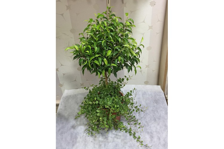 Saksıda Sarmaşık ve Ficus