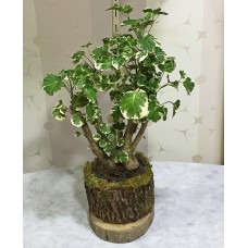 Kütük Saksıda Ficus Plocikas