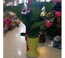 Saksıda Medinilla