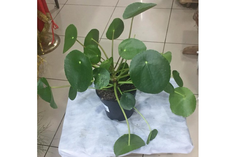 Saksıda Pilea Peperomioides