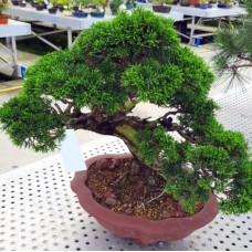 Özel Çam Bonsai Ağacı