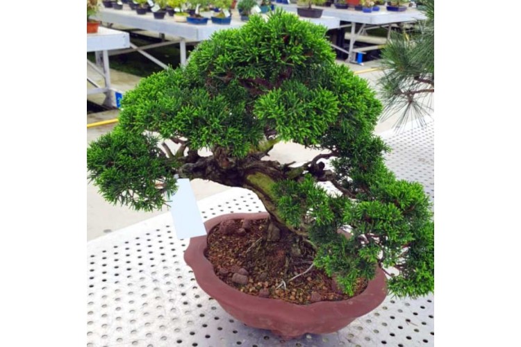 Özel Çam Bonsai Ağacı