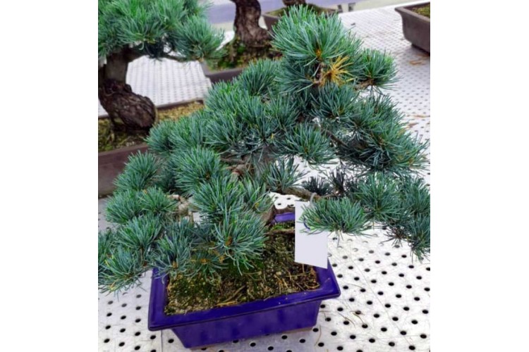 Özel Çam Bonsai Ağacı