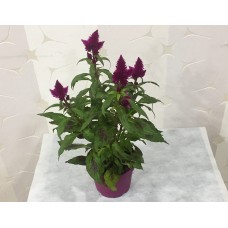 Saksıda Celosia (Horoz İbiği)