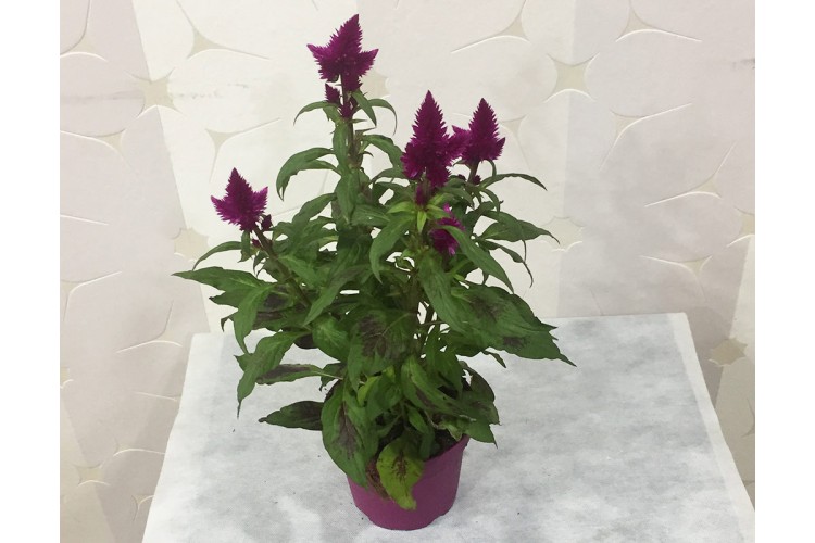 Saksıda Celosia (Horoz İbiği)