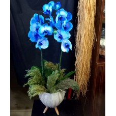 Seramik Saksıda Mavi Orkideler