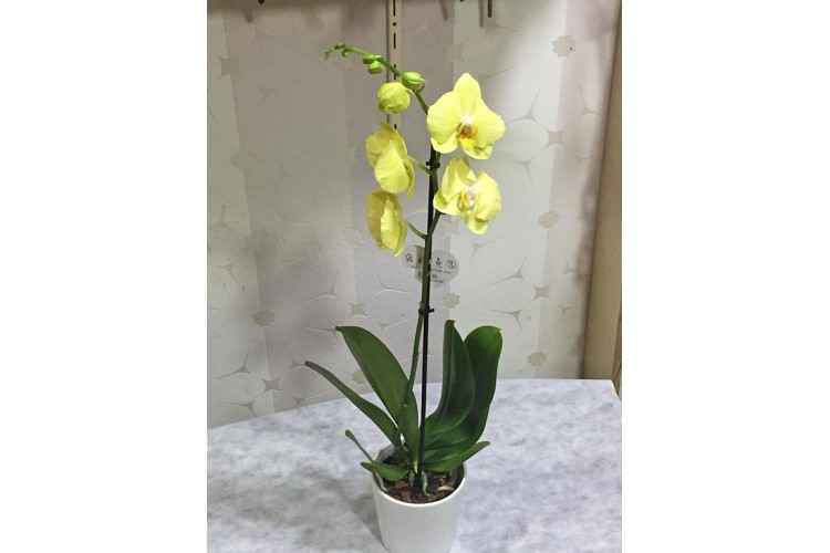 Saksıda Sarı Orkide