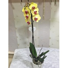 Saksıda Sarı Orkide