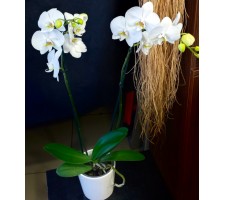 2 Dal İthal Orkideler