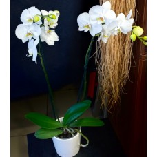2 Dal İthal Orkideler