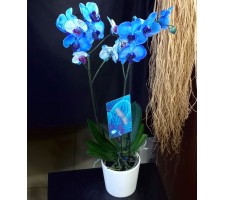 2 Dal İthal Mavi Orkideler