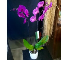 2 Dallı İthal Orkideler