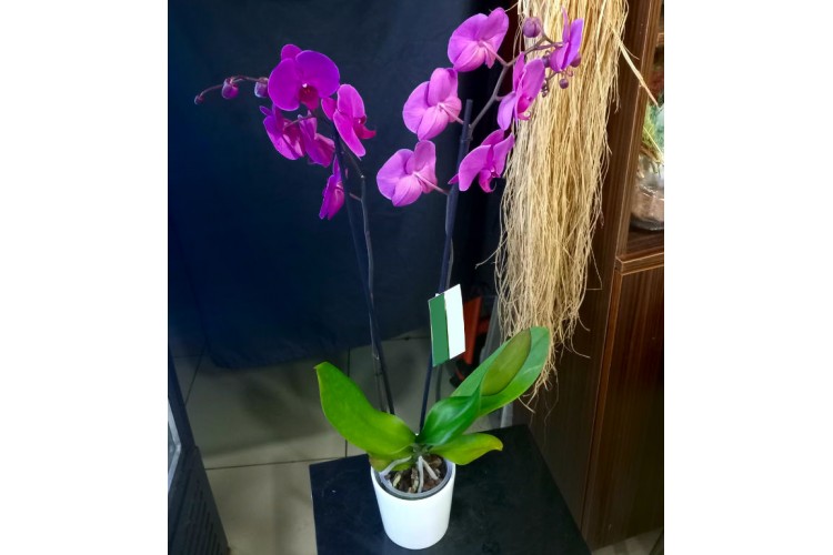 2 Dallı İthal Orkideler