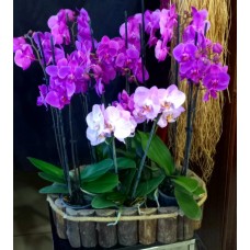 Kütük Vazoda 14 Dal Orkide