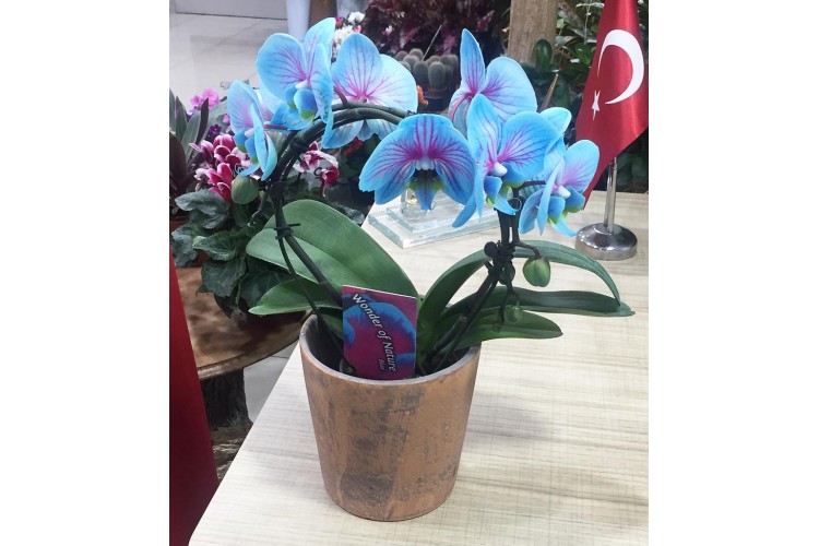 Saksıda Mavi Orkide
