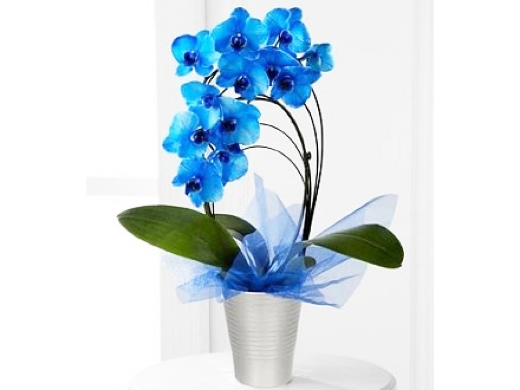 Синяя орхидея в горшке. Голубая Орхидея в горшке. Синие орхидеи. Орхидея в горшке бело голубая. Синяя Орхидея в белом горшке.
